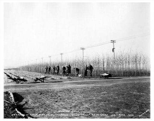 10,000 tree nursery at 34th Street Old Vintage Photos and Images