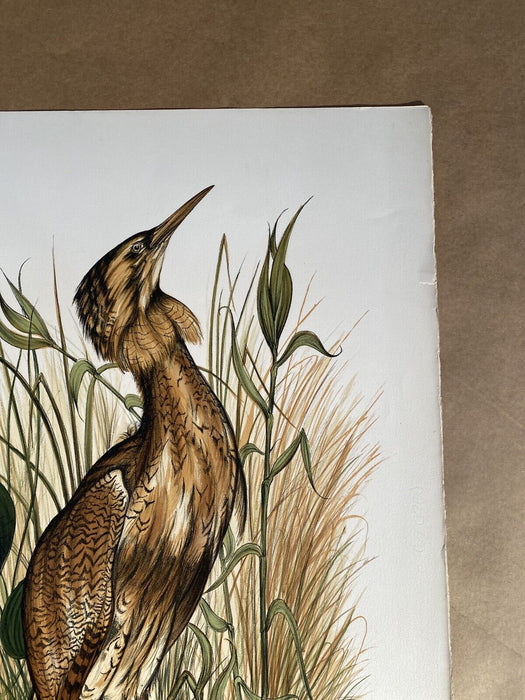 Vintage Audubon Lithograph JEROME TROLLIET 1973 Hand Signed LE Art Print Bird