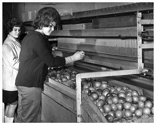 Women at Iris Fruit Corp. sort tomatoes for packing at the Brooklyn Terminal Market 1962
