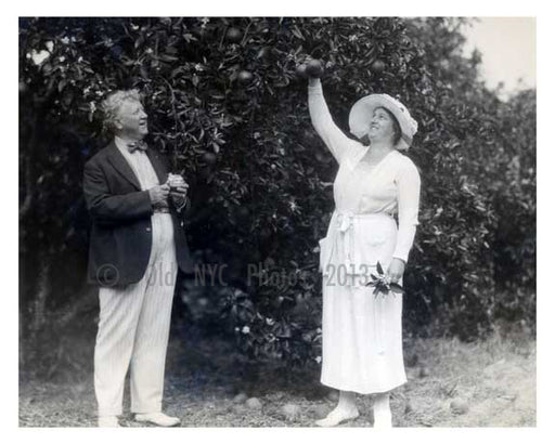 Brooklyn Dodgers Owner Fick & his wife picking oranges while the Dodgers spring training commences in Florida 1940s