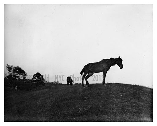 Crown Hill  horses 1895 Old Vintage Photos and Images
