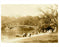 Park scene in early 1900s - Prospect Park - Brooklyn NY Old Vintage Photos and Images