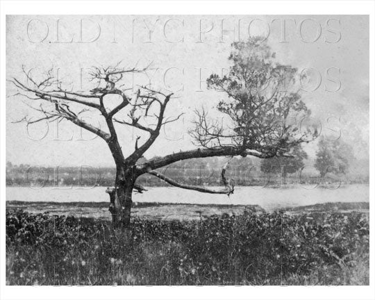 Ryders Pond cedar tree Gravesend 1899 Old Vintage Photos and Images