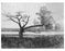 Ryders Pond cedar tree Gravesend 1899 Old Vintage Photos and Images