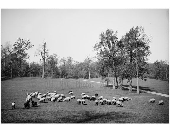 sheep in Prospect Park Old Vintage Photos and Images