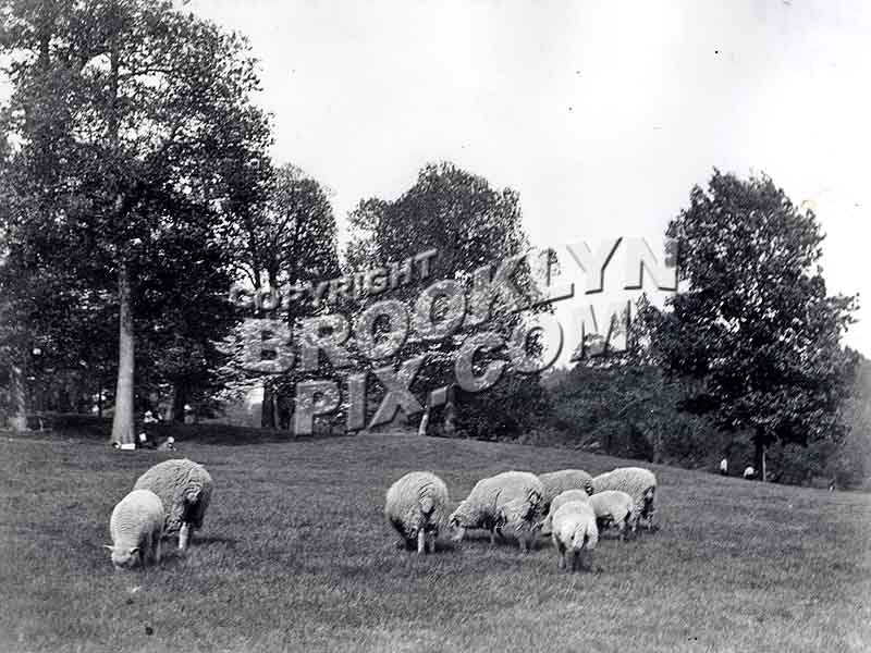 Sheep in Prospect Park meadow when Brooklyn was still a city, 1887 Old Vintage Photos and Images